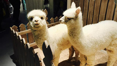 家居賣場開動物樂園，羊駝、土撥鼠等600只動物齊聚